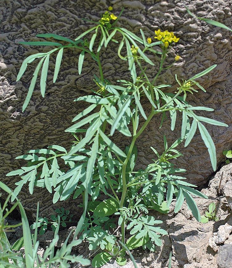 Descurainia Descurainia pinnata western tansymustard Go Botany