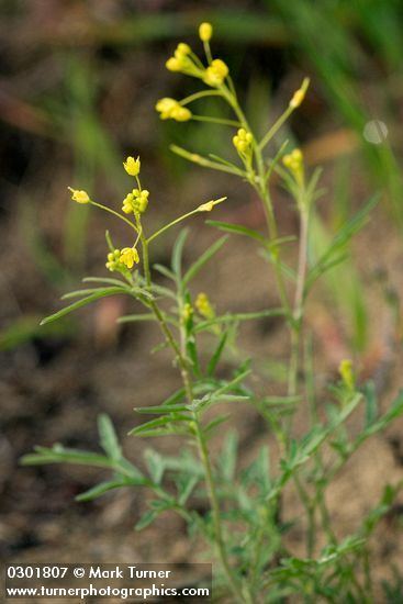 Descurainia pinnata Descurainia pinnata shortfruited tansy mustard Wildflowers of