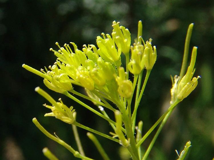 Descurainia sophia Descurainia sophia Flixweed tansymustard Sisymbrium sophia