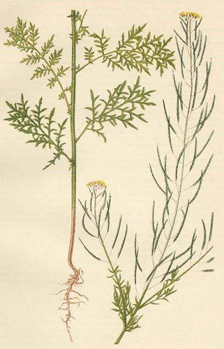 Descurainia sophia AgroAtlas Weeds Descurainia Sophia L Webb ex Prantl Herb