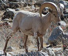 Desert bighorn sheep httpsuploadwikimediaorgwikipediacommonsthu