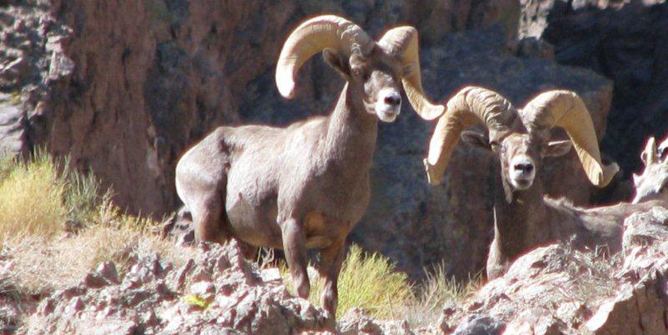 Desert bighorn sheep Disease Outbreak in Desert Bighorn Sheep Mojave National Preserve
