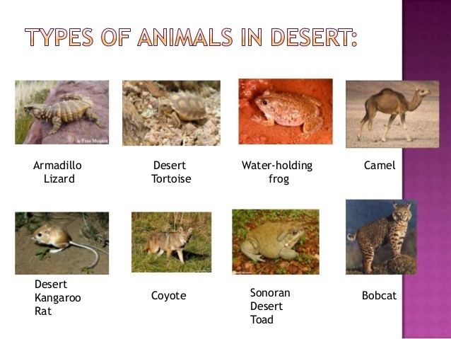 Desert ecology Desert ecosystem ecology