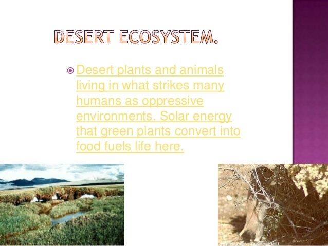 Desert ecology Desert ecosystem ecology