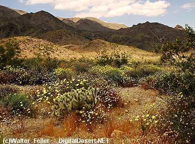 Desert ecology Desert Ecosystem
