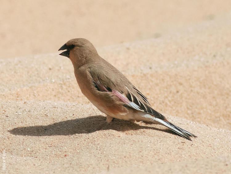 Desert finch wwwkuwaitbirdsorgsitesdefaultfilesstyleslar