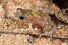 Desert froglet httpsuploadwikimediaorgwikipediacommonsthu