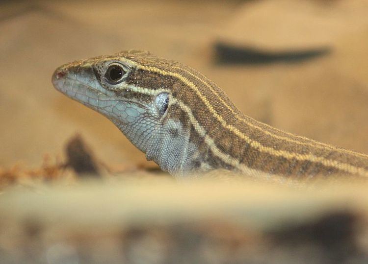 Desert grassland whiptail lizard Aspidoscelis uniparens Desert grassland whiptail lizard