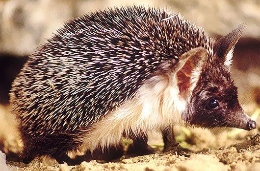 Desert hedgehog Desert Hedgehog Defensive Desert Survivor Animal Pictures and
