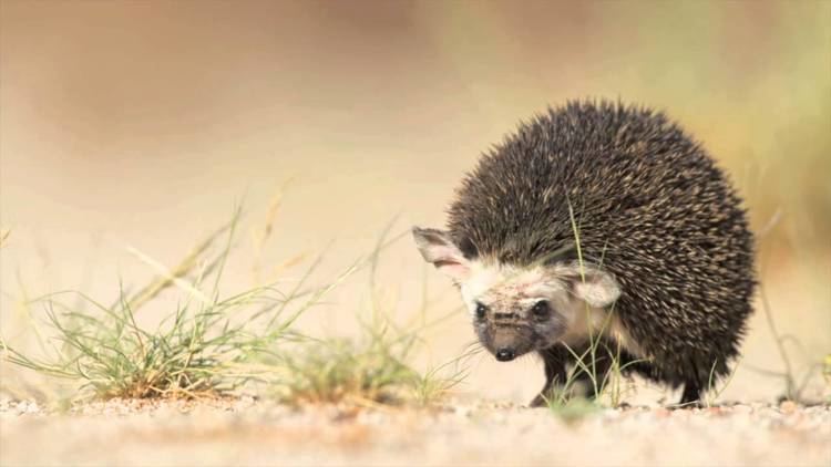 Desert hedgehog Desert Hedgehog YouTube