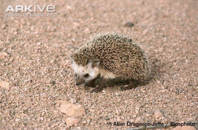 Desert hedgehog Desert hedgehog videos photos and facts Paraechinus aethiopicus