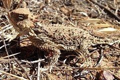 Desert horned lizard httpsuploadwikimediaorgwikipediacommonsthu