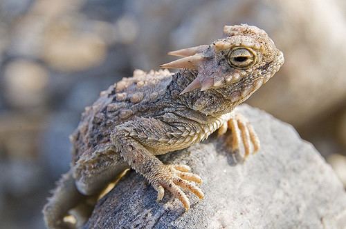 Desert horned lizard Desert Horned Lizard Facts and Pictures Reptile Fact