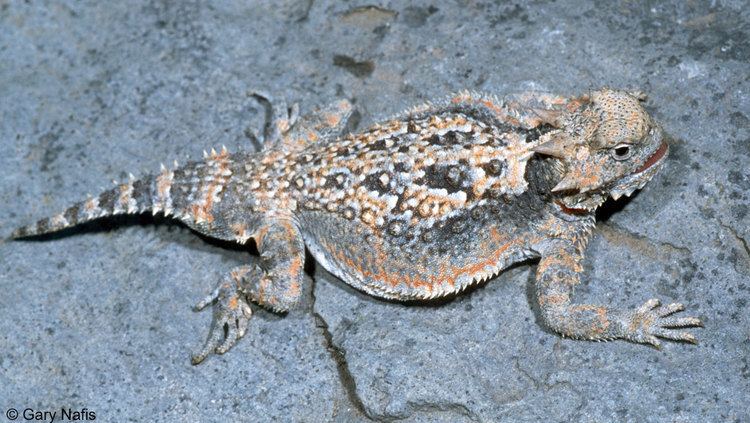 Desert horned lizard Phrynosoma platyrhinos calidiarum Southern Desert Horned Lizard