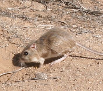 Desert kangaroo rat httpssmediacacheak0pinimgcom736x38c61c