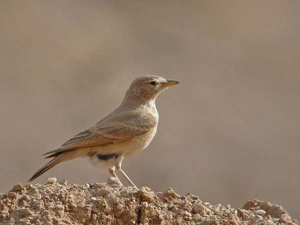 Desert lark Surfbirds Online Photo Gallery Search Results