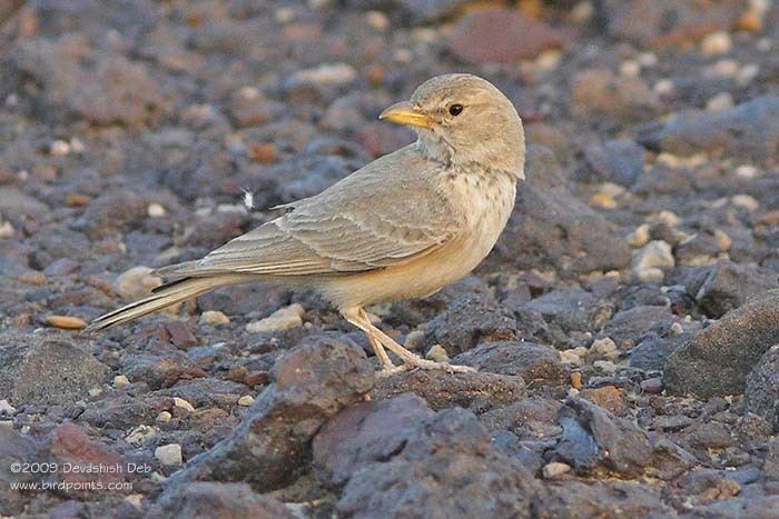 Desert lark Desert Lark Ammomanes deserti Bird of India Birdpoints