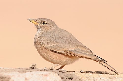 Desert lark Surfbirds Online Photo Gallery Search Results