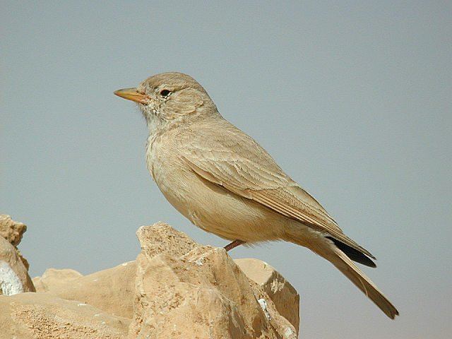 Desert lark wwwmangoverdecomwbgimages00000003426jpg