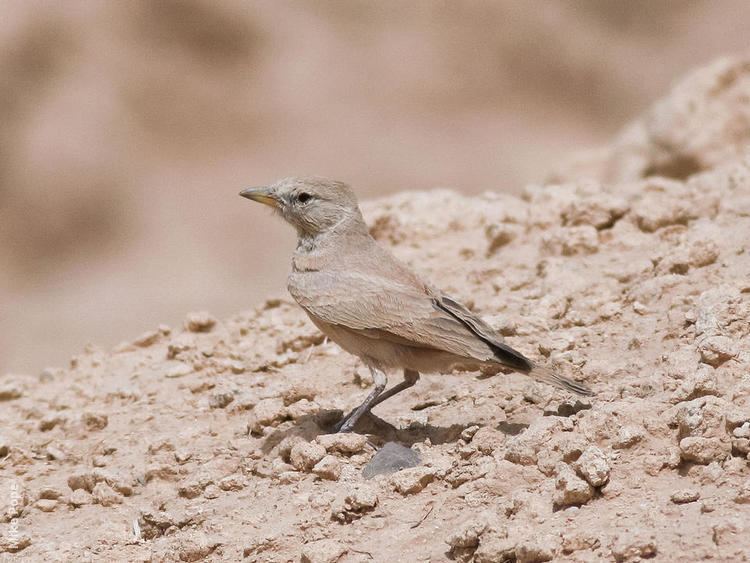 Desert lark Desert Lark KuwaitBirdsorg