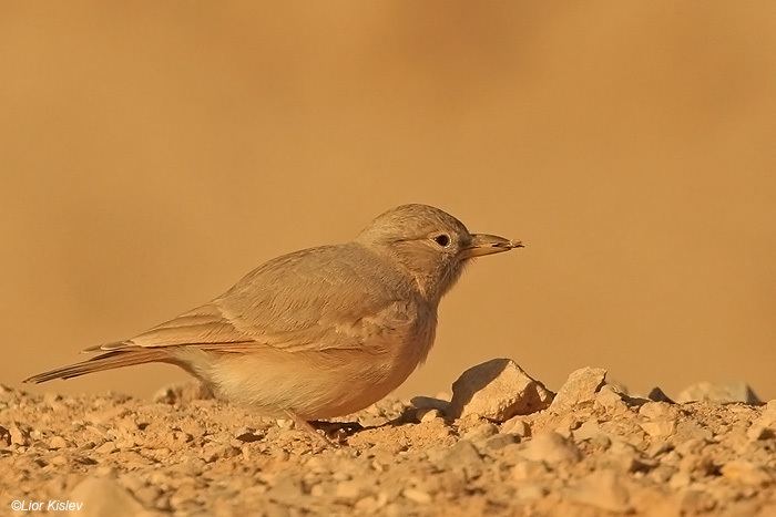 Desert lark Birds of Israel Passeriformes Desert Lark