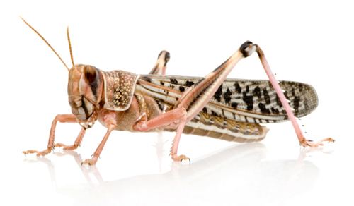 Desert locust Why sequence desert locust Schistocerca gregaria DOE Joint