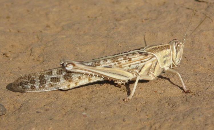 Desert locust Desert locusts abundant highly mobile solitary populations CIRAD