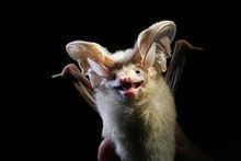 Desert long-eared bat httpsuploadwikimediaorgwikipediacommonsthu
