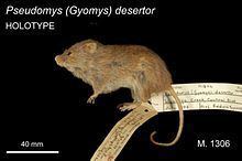 Desert mouse httpsuploadwikimediaorgwikipediacommonsthu