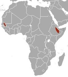 Desert musk shrew httpsuploadwikimediaorgwikipediacommonsthu