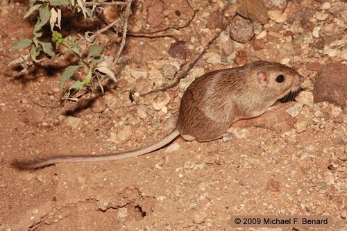 Desert pocket mouse Desert Pocket Mouse Desert Pocket Mice Chaetodipus penici Flickr