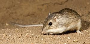 Desert pocket mouse Death Valley Ranger Tour Adapt or Die