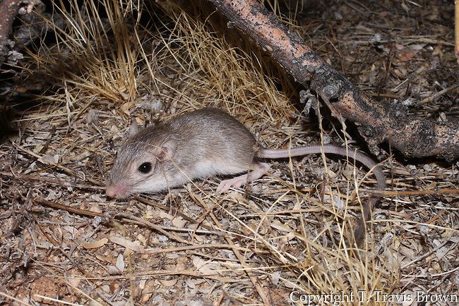 Desert pocket mouse - Alchetron, The Free Social Encyclopedia