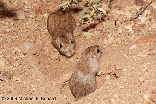 Desert pocket mouse Desert Pocket Mice Desert Pocket Mice Chaetodipus penicil Flickr