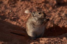 Desert pocket mouse Desert Pocket Mouse Facts