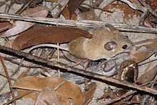 Desert pygmy mouse httpsuploadwikimediaorgwikipediacommonsthu