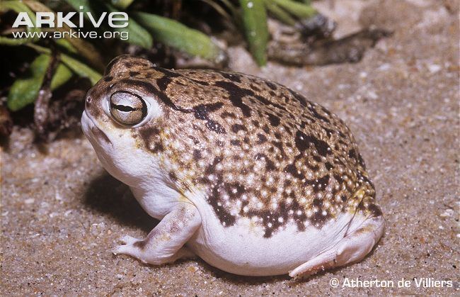 Desert rain frog Desert rain frog videos photos and facts Breviceps macrops ARKive