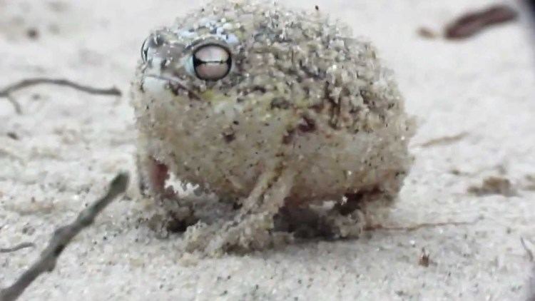 Desert rain frog The Desert Rain Frog worlds cutest frog Mudfooted