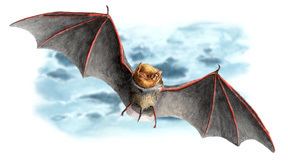 Desert red bat Western Red Bat