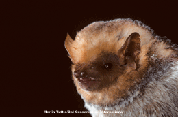 Desert red bat Western Red Bat Fact Sheet