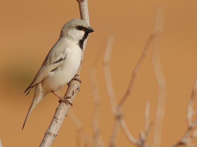 Desert sparrow desert sparrow passer simplex Google Search Desert birds