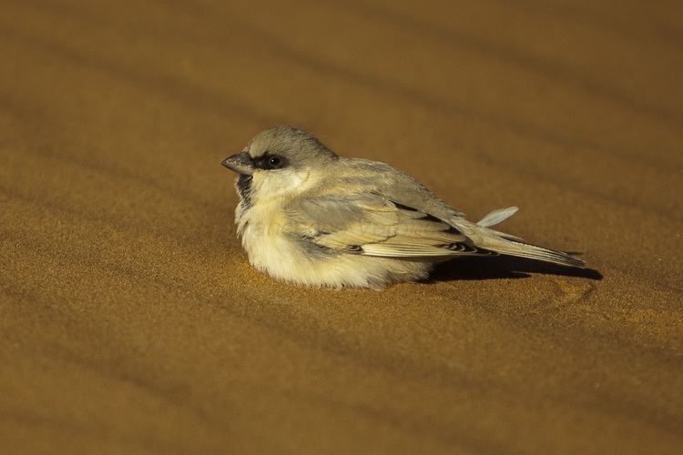 Desert sparrow Desert sparrow Wikipedia