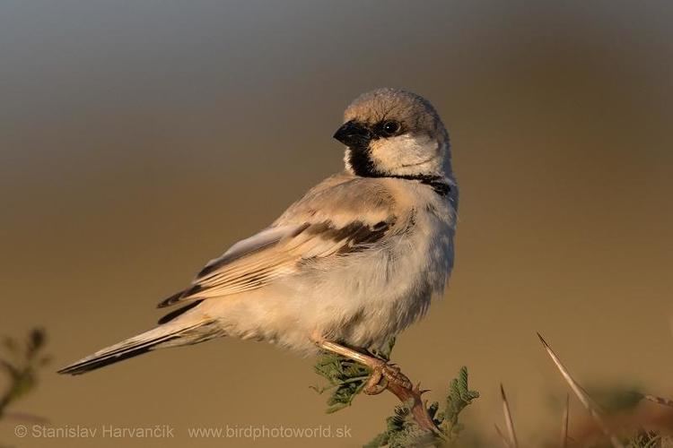Desert sparrow Desert Sparrow Passer simplex videos photos and sound recordings
