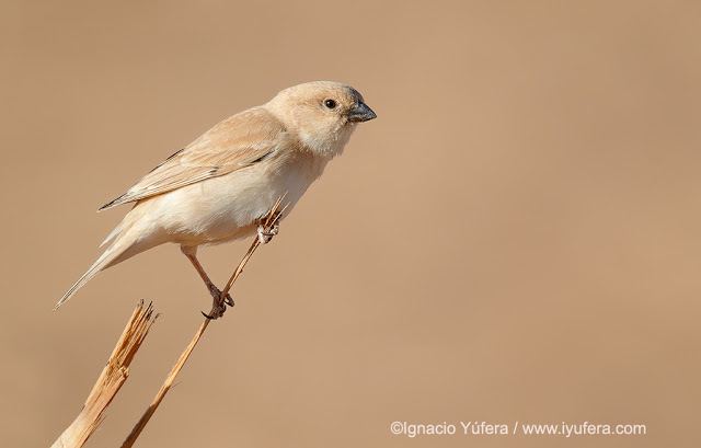 Desert sparrow The Desert Sparrow Project Focusing on Wildlife