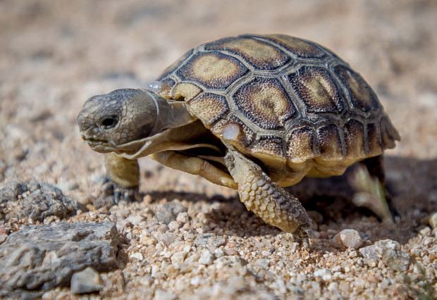 Desert tortoise Desert Tortoise Facts Habitat Diet Life Cycle Baby Pictures
