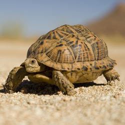 Desert tortoise Save the Desert Tortoise and its Habitat The Rainforest Site
