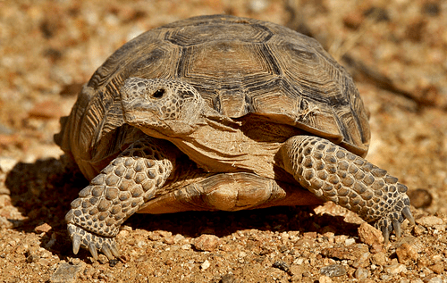 Desert tortoise Home page Desert Tortoise Council