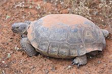 Desert tortoise httpsuploadwikimediaorgwikipediacommonsthu