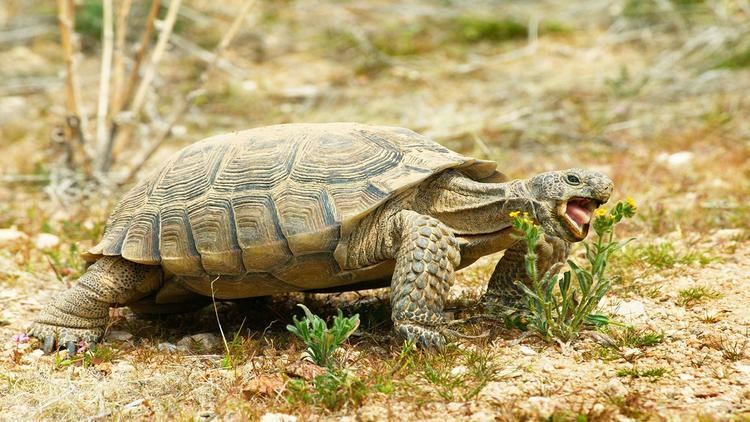 Desert tortoise Desert Tortoise Animal Profile
