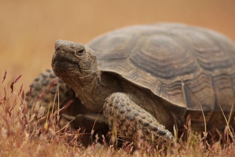 Desert tortoise - Alchetron, The Free Social Encyclopedia